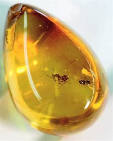 Amber Jewellery