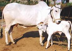 Animal Pharmaceuticals