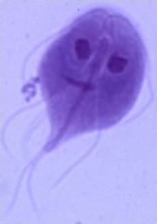 Bacteria