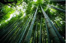Bamboo Fiber Fabric