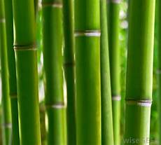 Bamboo Flooring