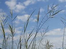 Barley
