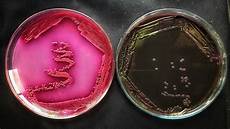 Basic Dyes