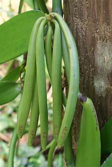Beans