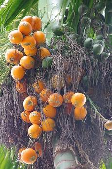 Betel Nuts