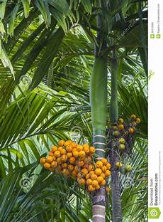 Betel Nuts