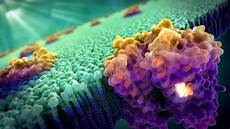 Bio Enzyme