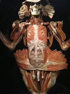 Bodies
