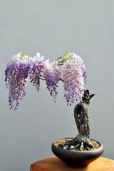 Bonsai