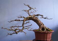 Bonsai