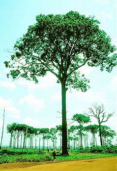 Brazil Nuts