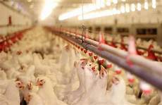 Broiler Farm