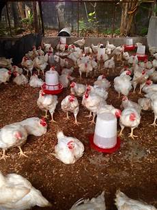 Broiler Farm