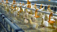 Broiler Farm