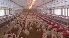 Broiler Farms