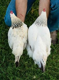 Broiler Farms