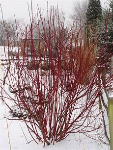 Bush