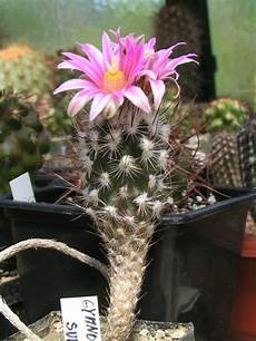 Cacti