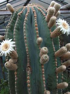 Cacti
