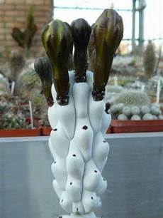 Cacti