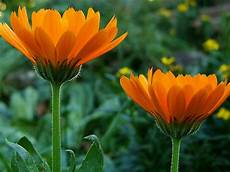 Calendula