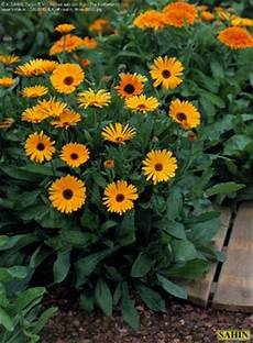 Calendula