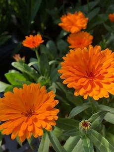 Calendulas