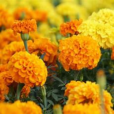 Calendulas