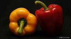 Capsicum