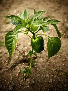Capsicum