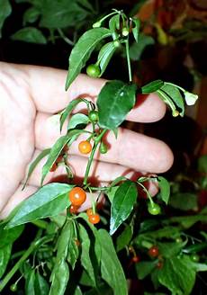 Capsicum