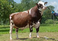 Casein Cheese