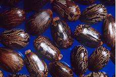 Castor Seeds