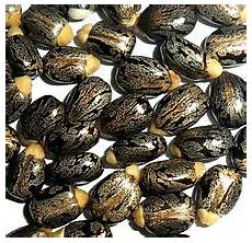 Castor Seeds