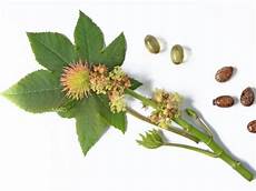 Castor Seeds