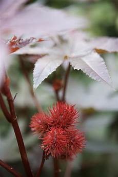 Castor Seeds