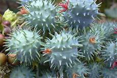 Castor Seeds