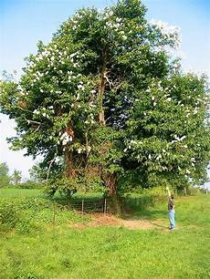 Chestnuts
