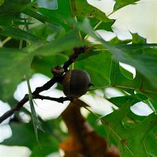 Chestnuts