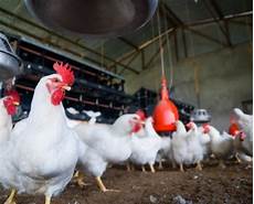 Chicken Farm Automatisation