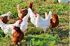 Chicken Farm Automatisations