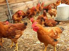 Chicken Farm Automatisations