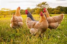 Chicken Farm Automatisations