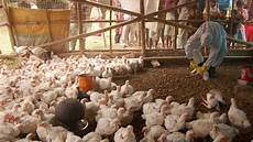 Chicken Farm Automatisations