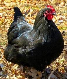 Chicken Feed