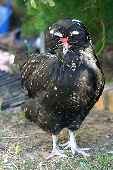 Chicken Feed