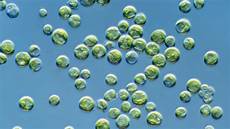Chlorella