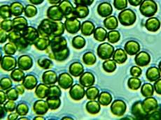 Chlorella
