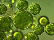 Chlorella
