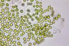 Chlorella